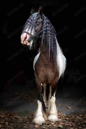 Pony reiten   Pferde  kennen lernen  Bild 2