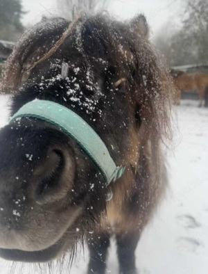 Pony reiten   Pferde  kennen lernen  Bild 4