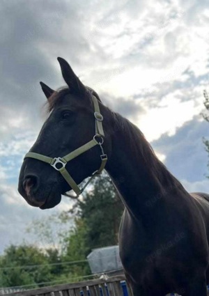 Pony reiten   Pferde  kennen lernen  Bild 6