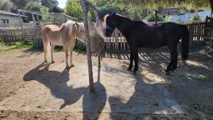 Pony reiten   Pferde  kennen lernen  Bild 8