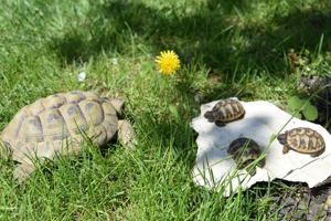 Griechische Landschildkröten (2022) aus Hobbyzucht abzugeben