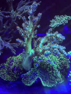 meerwasser weichkorallen  sps  Bild 10