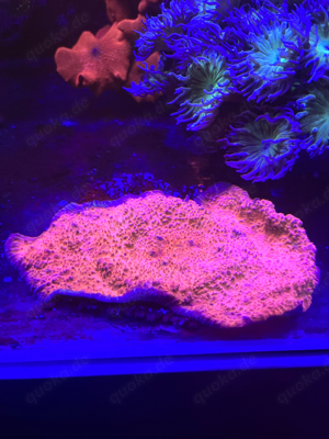 meerwasser weichkorallen  sps  Bild 1
