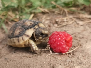 Breitrandschildkröten  Bild 1
