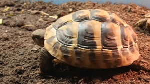 Griechische Landschildkröten