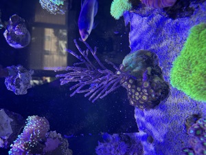 Meerwasser Aquarium Auflösung JEDE KORALLE 25EUR ! (Koralle, Fisch, Technik) Bild 6