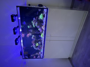 Meerwasser Aquarium Auflösung JEDE KORALLE 25EUR ! (Koralle, Fisch, Technik) Bild 1