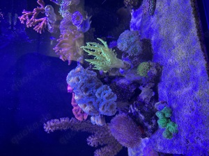 Meerwasser Aquarium Auflösung JEDE KORALLE 25EUR ! (Koralle, Fisch, Technik) Bild 9