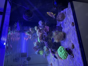 Meerwasser Aquarium Auflösung JEDE KORALLE 25EUR ! (Koralle, Fisch, Technik) Bild 5