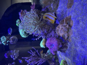 Meerwasser Aquarium Auflösung JEDE KORALLE 25EUR ! (Koralle, Fisch, Technik) Bild 7