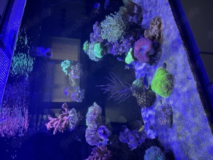 Meerwasser Aquarium Auflösung JEDE KORALLE 25EUR ! (Koralle, Fisch, Technik) Bild 8