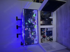 Meerwasser Aquarium Auflösung JEDE KORALLE 25EUR ! (Koralle, Fisch, Technik) Bild 2