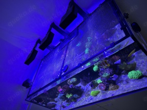 Meerwasser Aquarium Auflösung JEDE KORALLE 25EUR ! (Koralle, Fisch, Technik) Bild 4