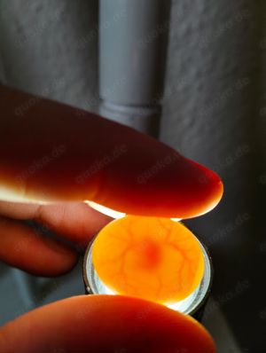 Schauwellensittiche Zuchtpaar Wellensittiche Mit ihren Eiern Bild 2