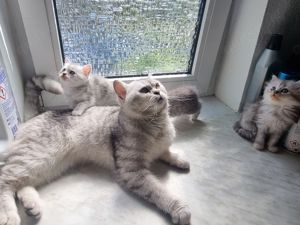 Nur noch 3 Kitten Bkh Russischbla edelmix  Bild 7