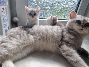 Nur noch 3 Kitten Bkh Russischbla edelmix  Bild 3