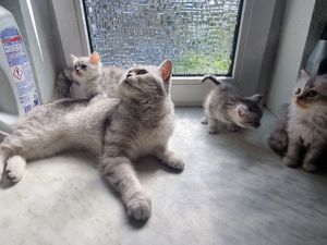 Nur noch 3 Kitten Bkh Russischbla edelmix  Bild 8
