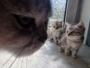 Nur noch 3 Kitten Bkh Russischbla edelmix  Bild 6