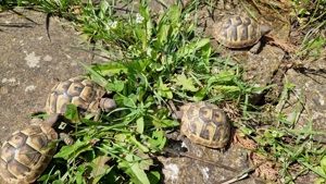Griechische Landschildkröten - Testudo hermanni boettgeri   Nachzuchten 2023 Bild 6
