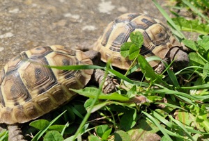 Landschildkröte   Testudo hermanni boettgeri Bild 2