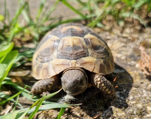 Griechische Landschildkröten - Testudo hermanni boettgeri   Nachzuchten 2023 Bild 9
