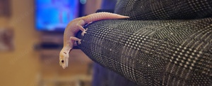 leopardgecko 0.1