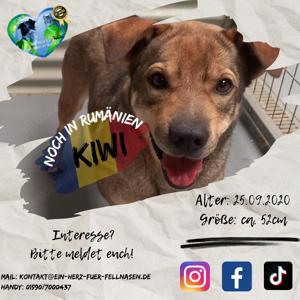 Mischling Kiwi sucht Zuhause