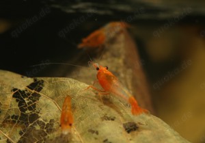 Orange Rili Garnelen - Neocaridina davidi Bild 2