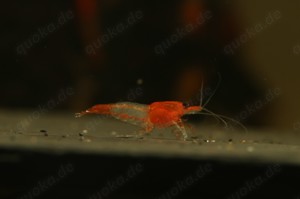 Orange Rili Garnelen - Neocaridina davidi Bild 3