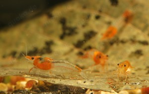 Orange Rili Garnelen - Neocaridina davidi Bild 4