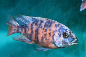 Aulonocara sp. Blue Berry - Marmelade Cat OB - Malawi - Aqaurium