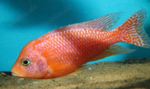 Aulonocara sp. Fire Fish - Malawi Buntbarsch - Aquarium