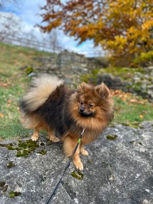 Pomeranian Zwergspiz dekrüde