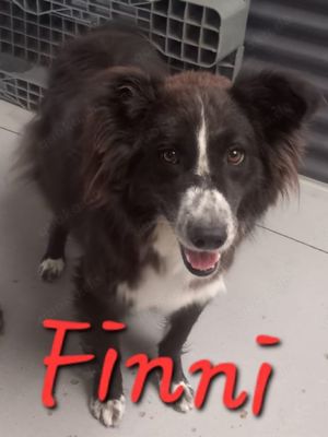 Finni