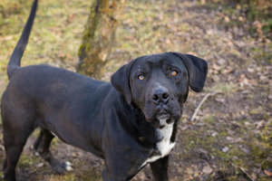 *PIPER* - der Labrador braucht ziemlich gut Beschäftigung. 