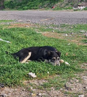 Junghündin Lotta wurde im Tierheim abgegeben Bild 5