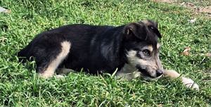 Junghündin Lotta wurde im Tierheim abgegeben Bild 3