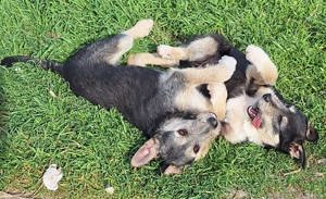 Junghündin Lotta wurde im Tierheim abgegeben Bild 4