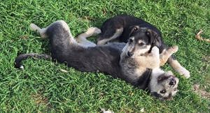 Junghündin Lotta wurde im Tierheim abgegeben Bild 2