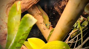 Phelsuma Laticauda