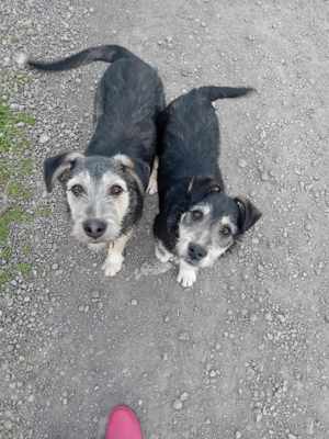 Junghündin Lotta wurde im Tierheim abgegeben Bild 8