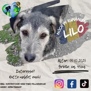 Junghündin Lilo wurde einfach entsorgt