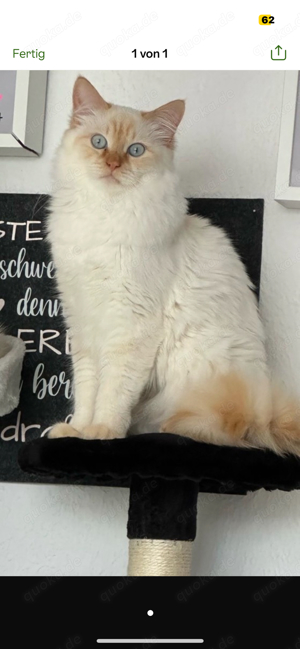 Heilige Birma Deckkater Red Cream Tabby Point  Bild 5