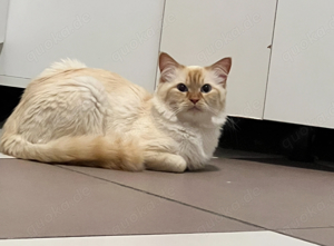 Heilige Birma Deckkater Red Cream Tabby Point  Bild 4