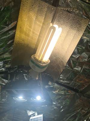 Energiesparlampe Pflanzenlampe 125Watt 4000K Grow Bild 3