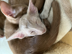 wunderschöne OKH   Orientalisch Kurzhaar Kitten & Jungtiere