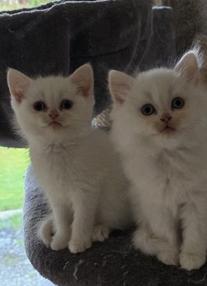 Britisch Kurzhaar und Langhaar Kitten Odd-eyed  Bild 3