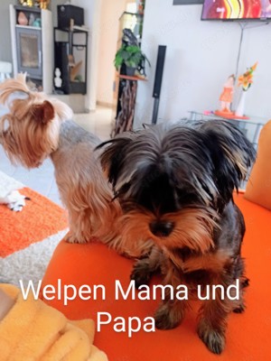 Yorkshire-Terrier Welpen warten auf ihre lieben Besitzer  Bild 8