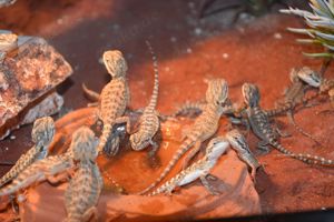 Bartagemen Jungtiere Pogona Pogona Vitticeps