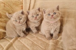 Britisch kurzhaar kitten  Fawn Lilac  Bild 2